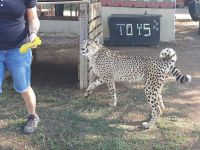 Cheetah Experience - South Africa - 2016